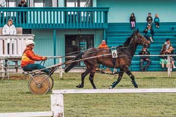 jockey-club-chathams-4.jpeg